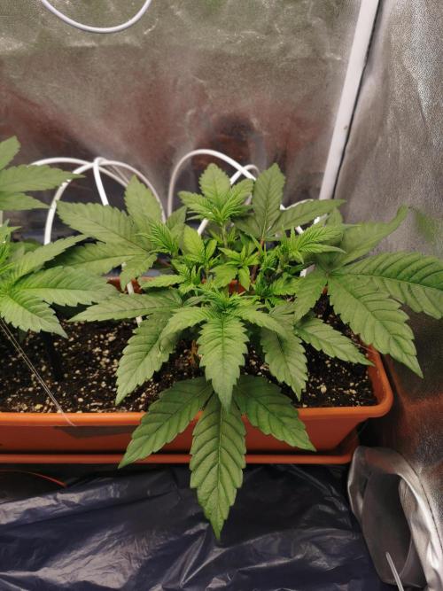 Apple Fritter Coco Grow. Week 6