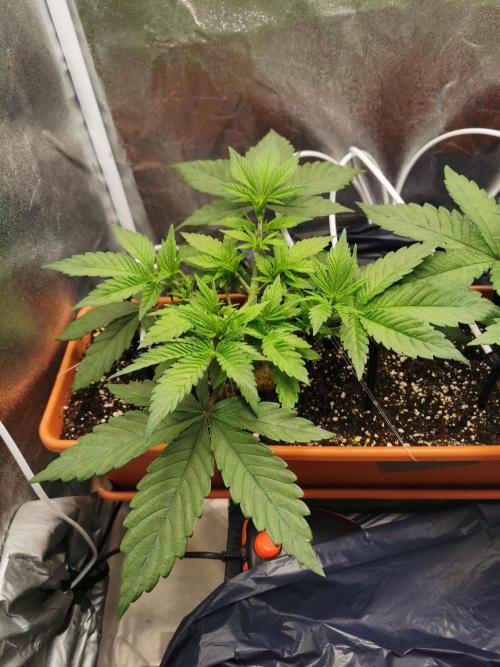 Apple Fritter Coco Grow. Week 6