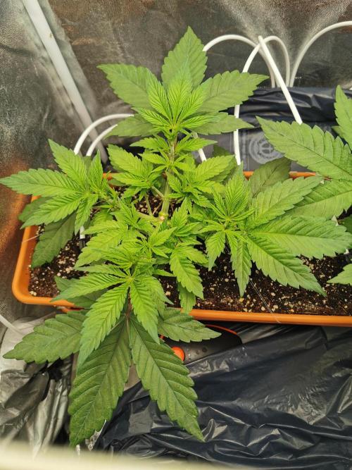 Apple Fritter Coco Grow. Week 6