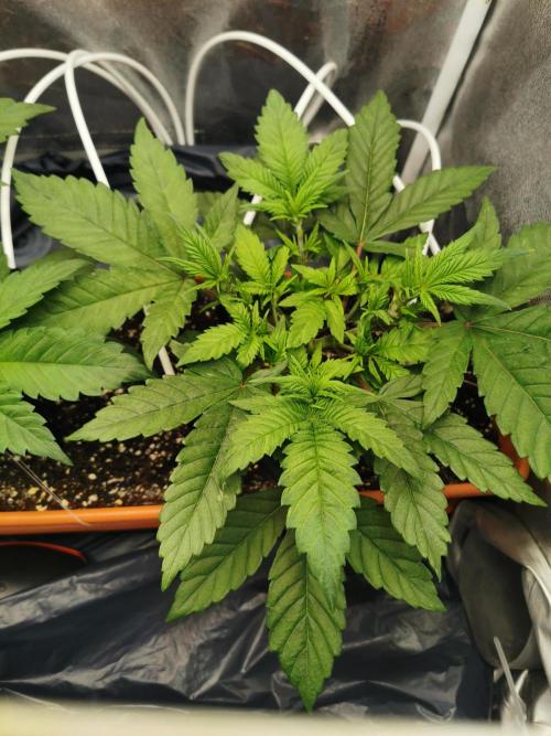 Apple Fritter Coco Grow. Week 6