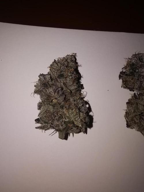 Bakerman (Jealousy x La Bomba) / Coco. Week 17 - Rechter Pheno