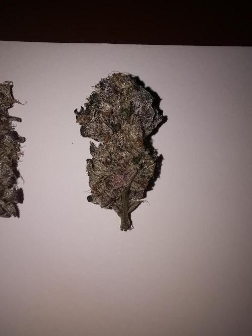 Bakerman (Jealousy x La Bomba) / Coco. Week 17 - Linker Pheno 