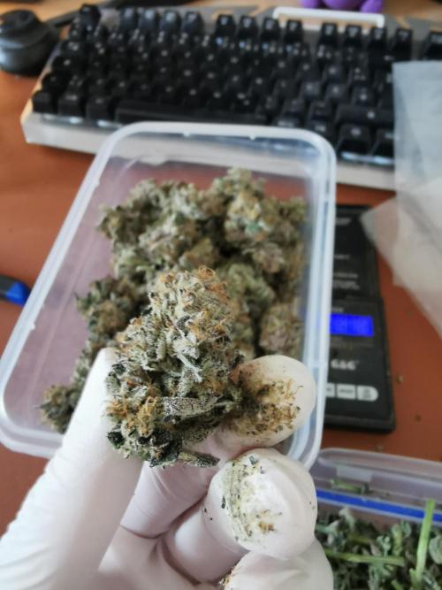 Bakerman (Jealousy x La Bomba) / Coco. Week 17