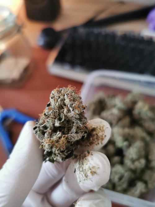 Bakerman (Jealousy x La Bomba) / Coco. Week 17