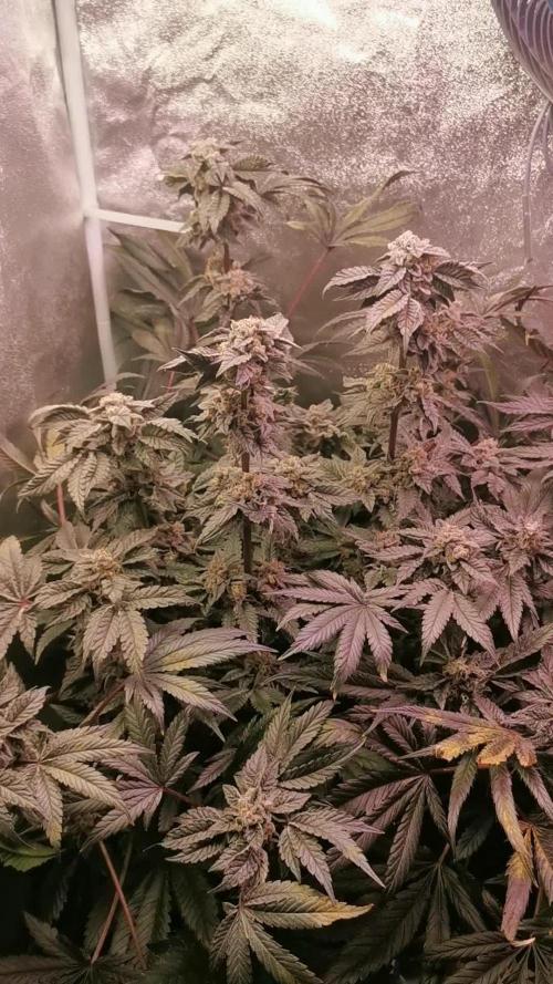 Bakerman (Jealousy x La Bomba) / Coco