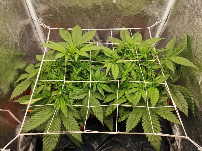 Apple Fritter Coco Grow. Week 7
