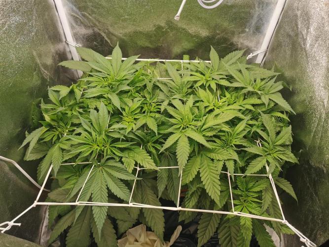 Apple Fritter Coco Grow. Week 7