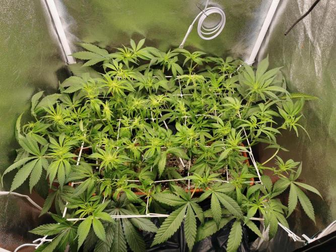 Apple Fritter Coco Grow. Week 8