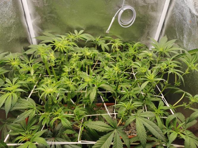 Apple Fritter Coco Grow. Week 8
