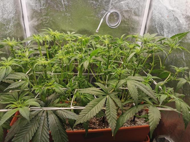 Apple Fritter Coco Grow. Week 8