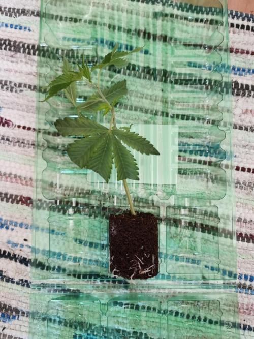 Zkittlez/The Original Z (TerpHogz Cut). Week 0