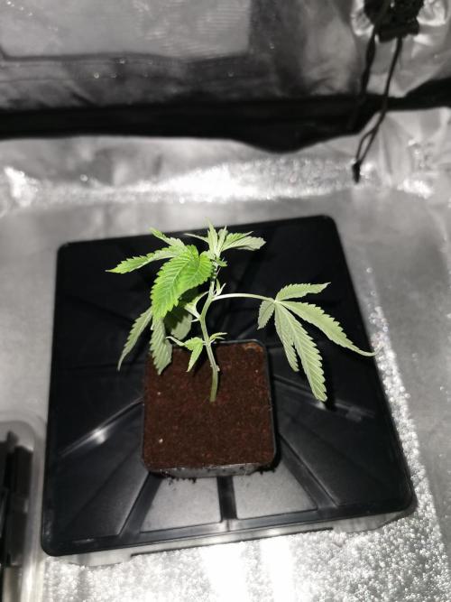 Zkittlez. Week 0