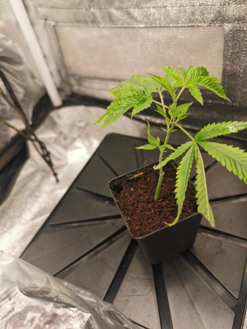 Zkittlez/The Original Z (TerpHogz Cut). Week 0