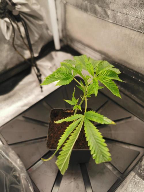 Zkittlez/The Original Z (TerpHogz Cut). Week 0