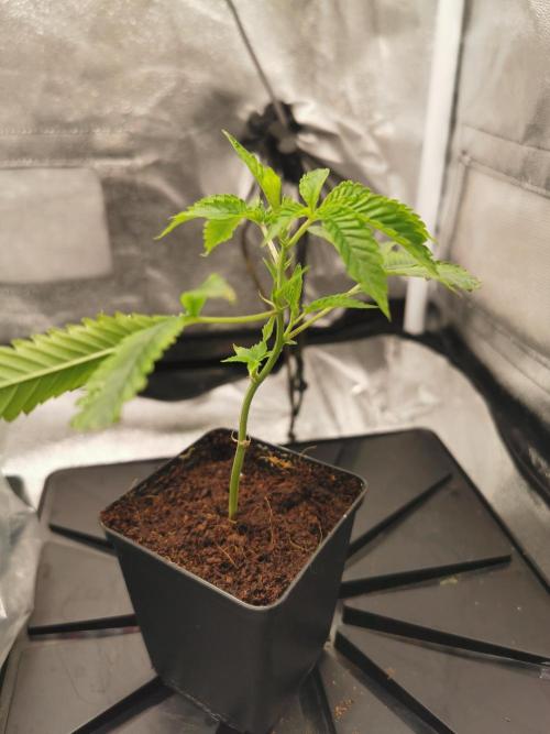 Zkittlez/The Original Z (TerpHogz Cut). Week 0