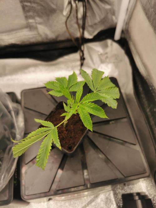 Zkittlez. Week 0
