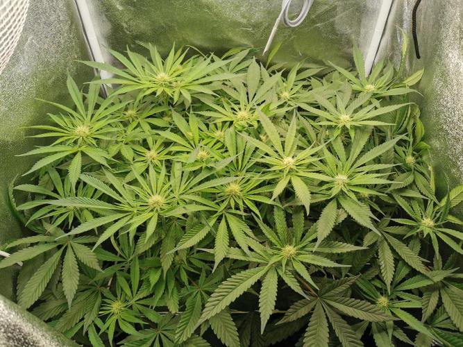 Apple Fritter Coco Grow. Week 9