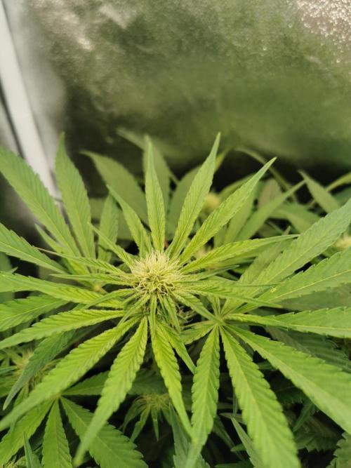 Apple Fritter Coco Grow. Week 9