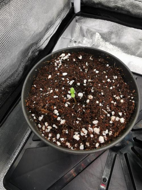 The White Sweet Candy OG / SSSC. Week 0