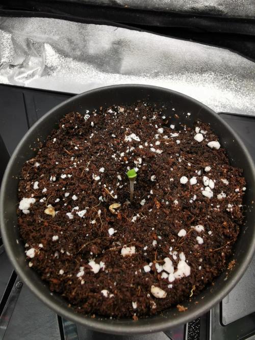 The White Sweet Candy OG / SSSC. Week 0