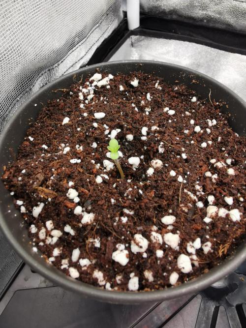 The White Sweet Candy OG / SSSC. Week 0
