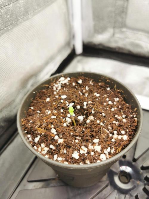 The White Sweet Candy OG / SSSC. Week 0