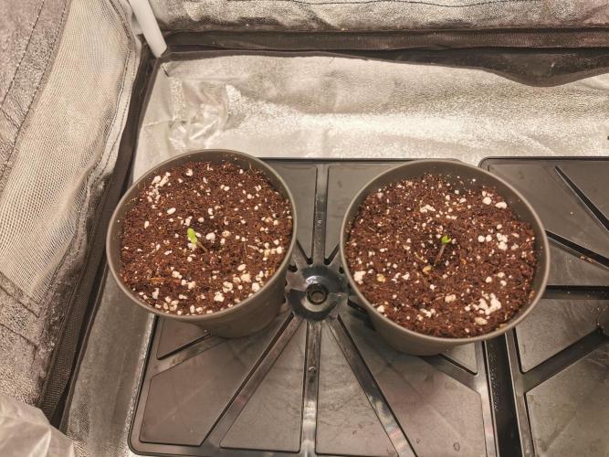 The White Sweet Candy OG / SSSC. Week 0