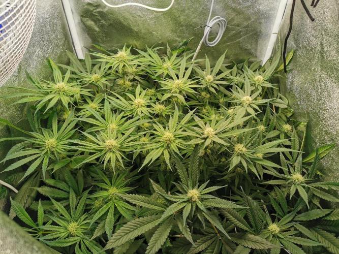 Apple Fritter Coco Grow. Week 10
