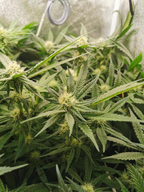 Apple Fritter Coco Grow. Week 10