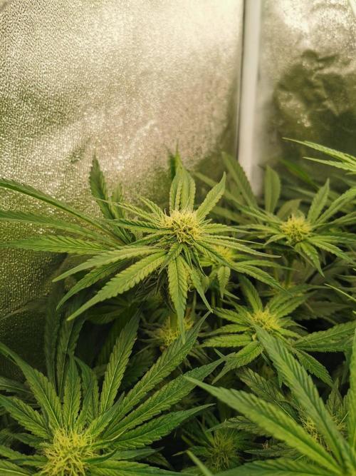 Apple Fritter Coco Grow. Week 10