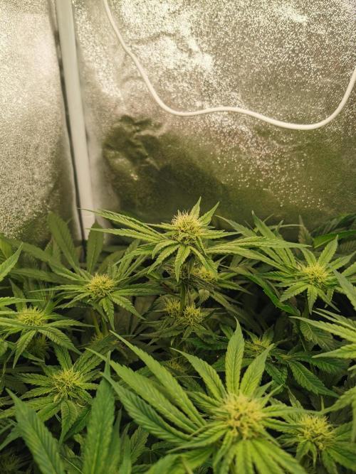 Apple Fritter Coco Grow. Week 10