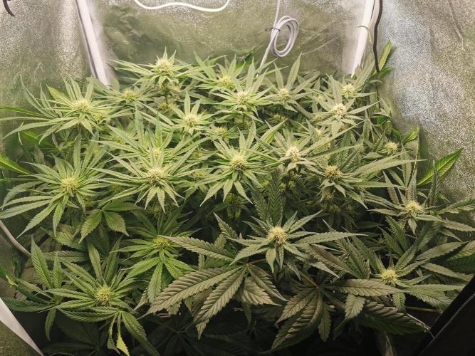 Apple Fritter Coco Grow. Week 10