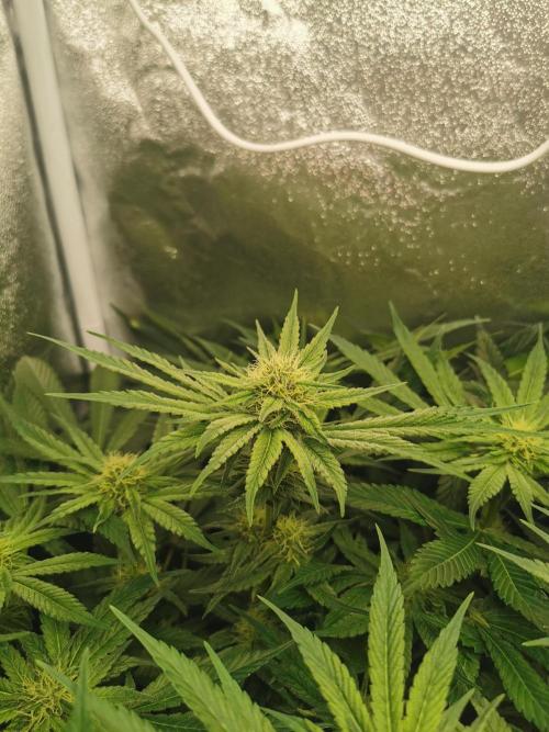 Apple Fritter Coco Grow. Week 10