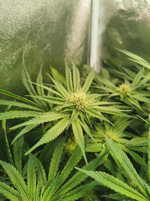 Apple Fritter Coco Grow. Week 10