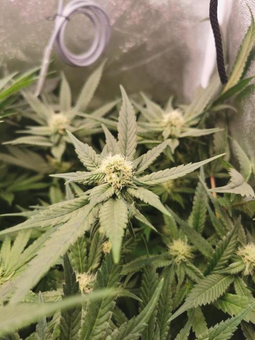 Apple Fritter Coco Grow. Week 10