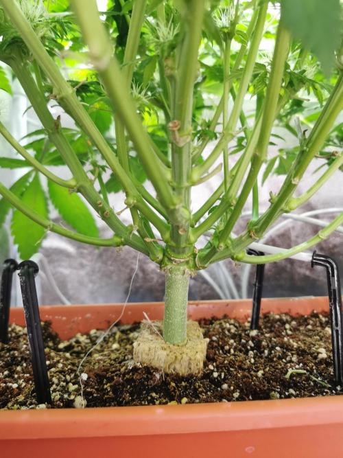 Apple Fritter Coco Grow. Week 10