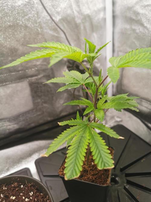Zkittlez/The Original Z (TerpHogz Cut). Week 1