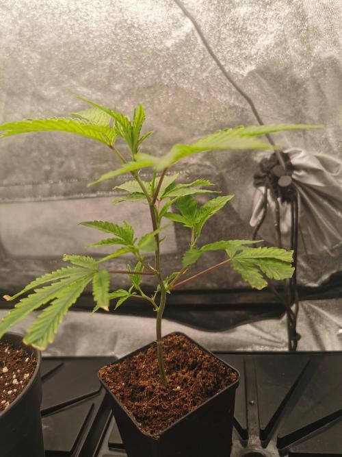 Zkittlez/The Original Z (TerpHogz Cut). Week 1
