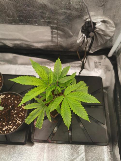 Zkittlez/The Original Z (TerpHogz Cut). Week 1