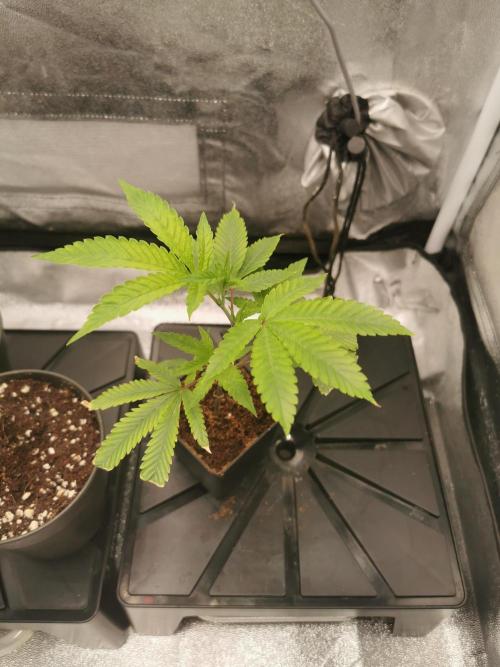 Zkittlez/The Original Z (TerpHogz Cut). Week 1