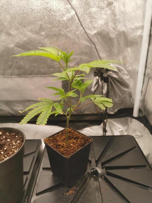 Zkittlez. Week 1