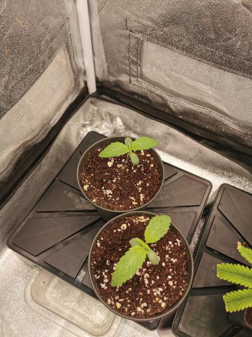 The White Sweet Candy OG / SSSC. Week 1