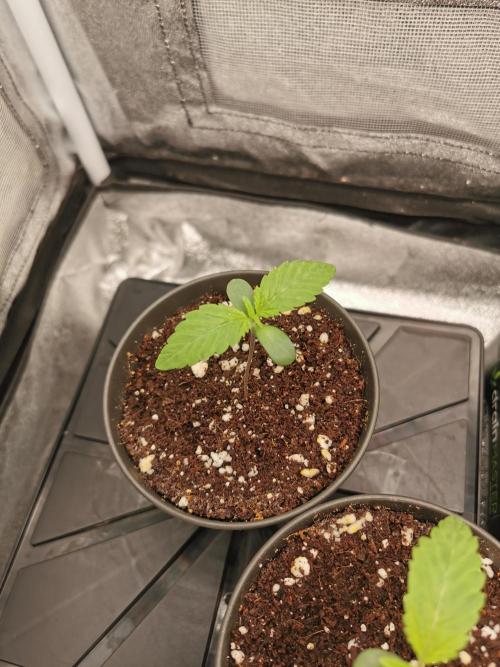 The White Sweet Candy OG / SSSC. Week 1