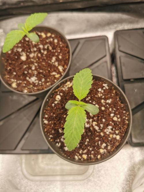 The White Sweet Candy OG / SSSC. Week 1