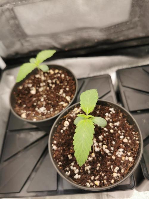 The White Sweet Candy OG / SSSC. Week 1