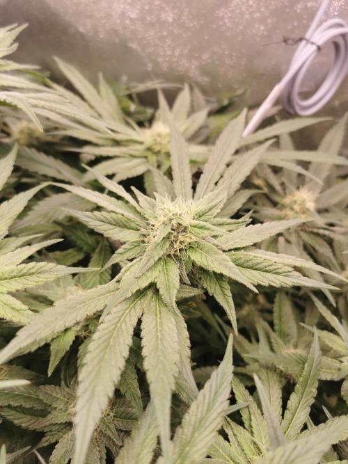 Apple Fritter Coco Grow. Week 11