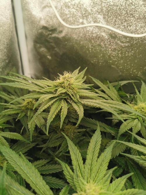 Apple Fritter Coco Grow. Week 11