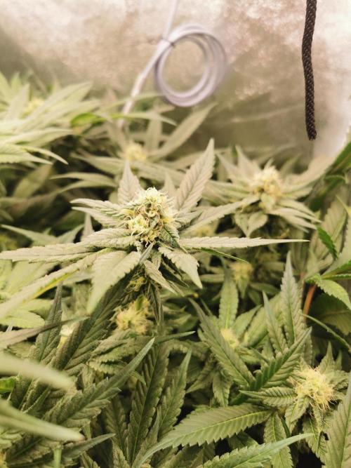 Apple Fritter Coco Grow. Week 11