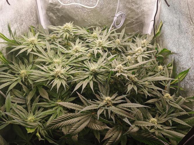 Apple Fritter Coco Grow. Week 11