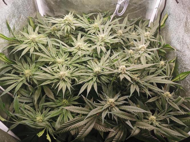 Apple Fritter Coco Grow. Week 11